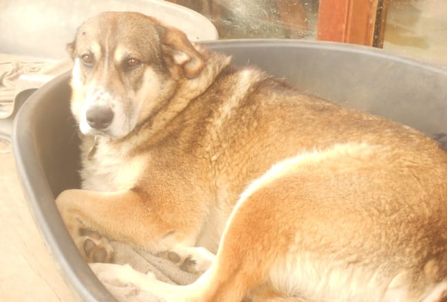 Métisse et Loup ,une amitié infinie !