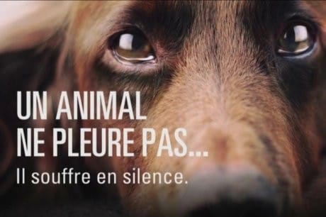 Non a l'abandon !