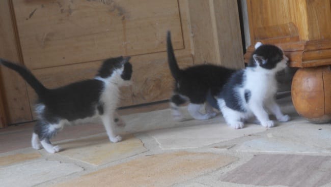 L'album photo de mes chatons !