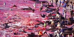 ces dauphins ....tuée par pur plaisir . Pétition !