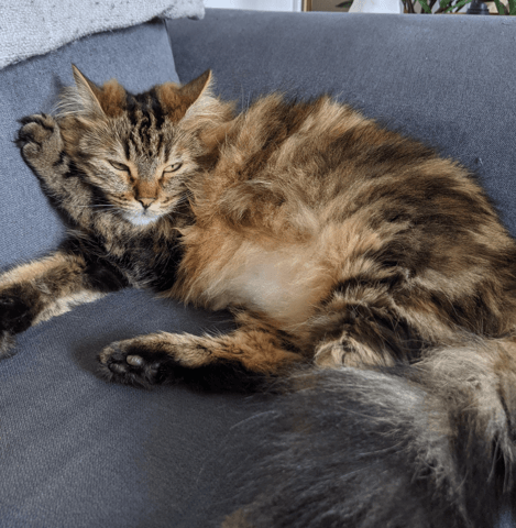 Connaître la robe/race de mon chat ?