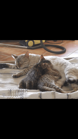 avis chaton bengal