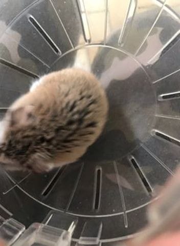 l'espece de mon hamster