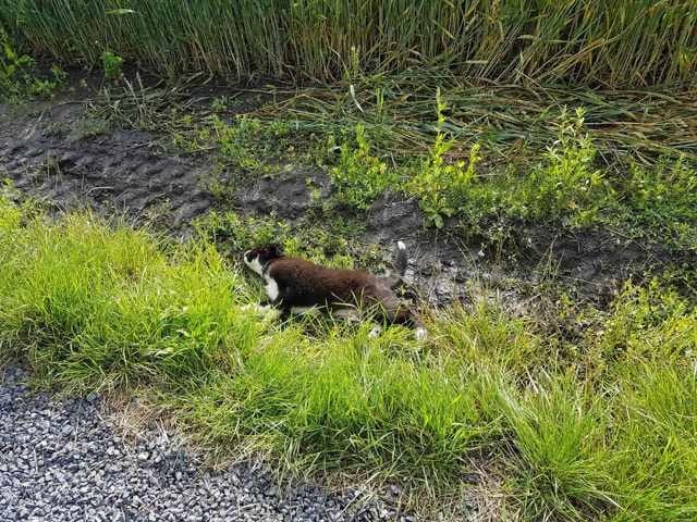 Que de questions avant l'arrivée d'un chiot