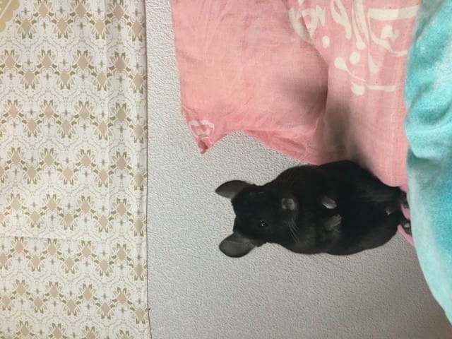 Peut il s’entendre avec son ancien compagnon ?