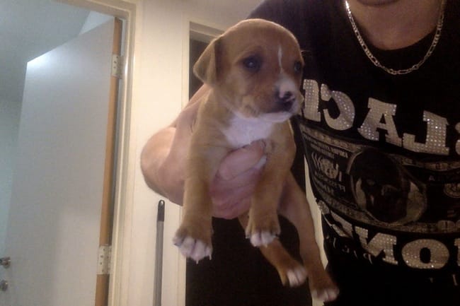 quelle est la race de mon chien croise ? 