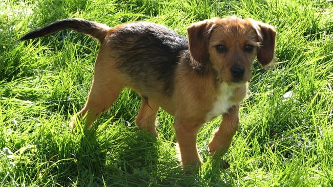 Identification Race Chiot