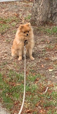 Ma chienne Spitz nain a le poile plat que faire ?