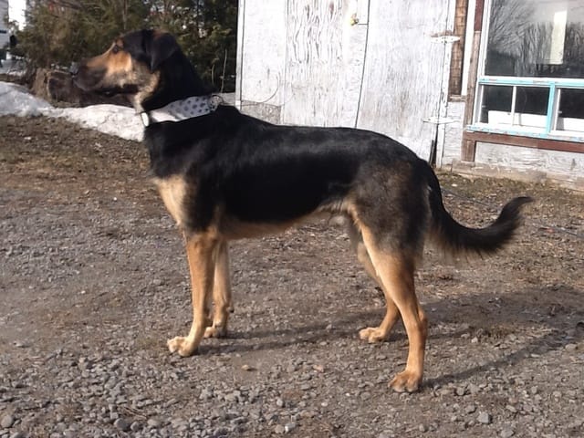Présentation des mes animaux!