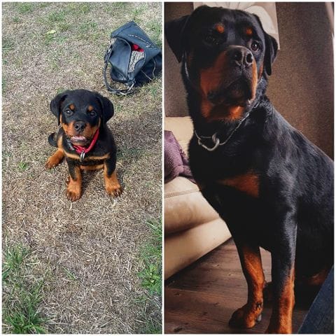 Photos de vos chiens ❤