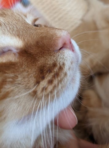 Saignement nez + éternuement + baisse de régime chaton