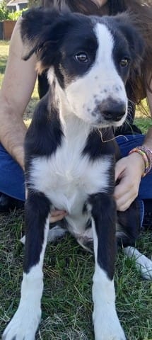 Sora aboie parfois sur des chiens que l'on croise , comment dois je réagir  ??