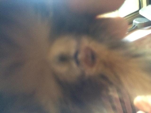 Je n'arrive pas à determiner le sexe de mes 2 chatons