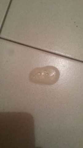 Ma chatte vomit que faire ??
