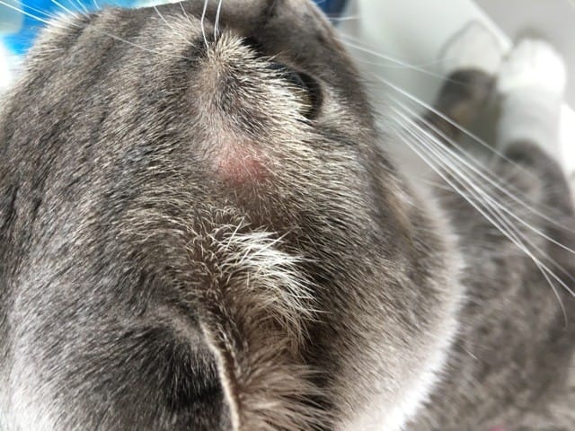 Besoin d’aide Plaque rouge tampes