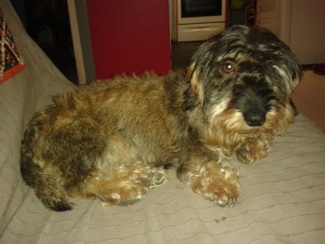 Chienne harcelée par les mâles