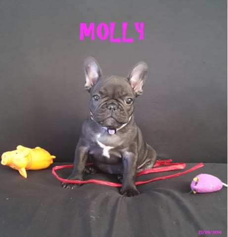 Les différences de gabarits