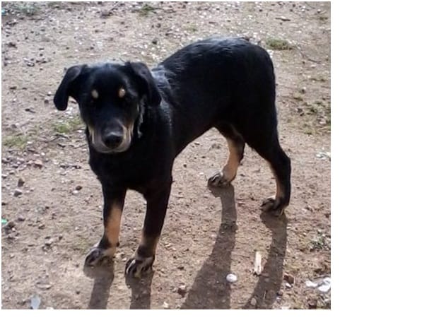 mon chien se sauve dès que je pars