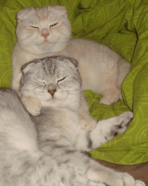 un petit coucou d'Hermès & Himalaya ♥