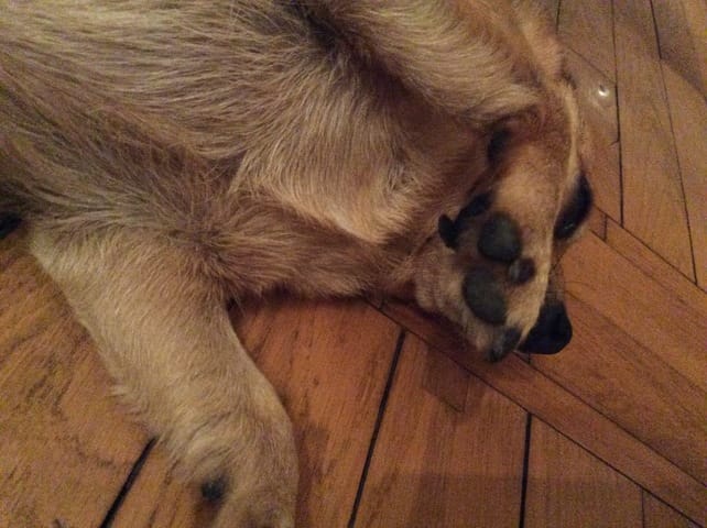 Mon chien a la peau de son coussinet arraché