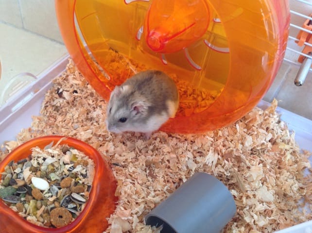 La Veillesse Chez Les Hamsters