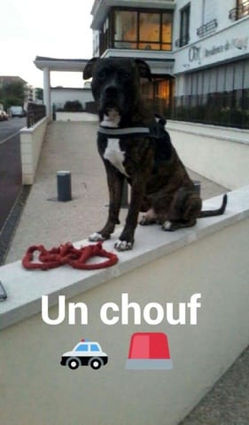 Quelle race est mon chien d'après vous ?