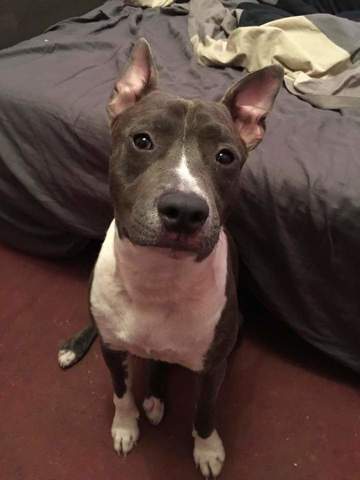 Re: Race de mon chien ?