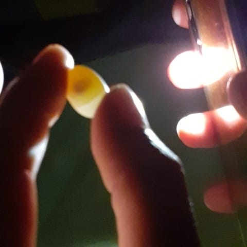 Œuf fécondé ou pas