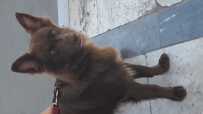 Connaissez vous cette race de chien