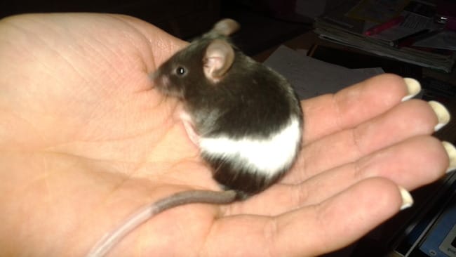 Vendons Souris et souriceaux domestiques