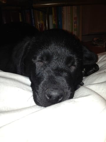 Labrador qui fait que dormir