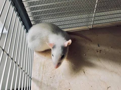 Sortir mes 2 premiers rat de leur cage