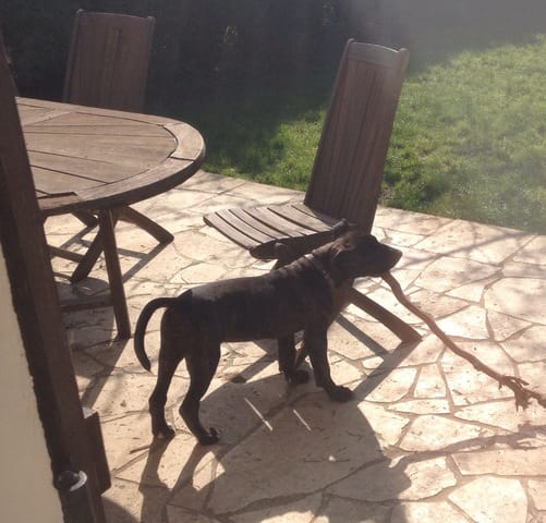 Staff Bull Terrier ?