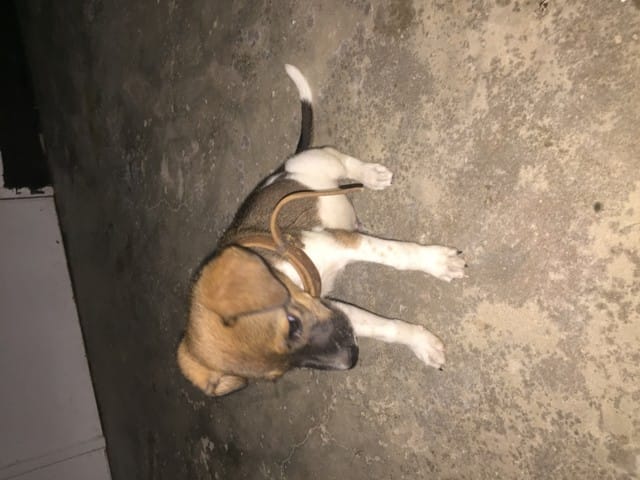 De quel race est mon chiot