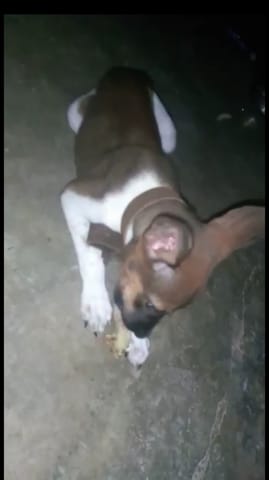 De quel race est mon chien