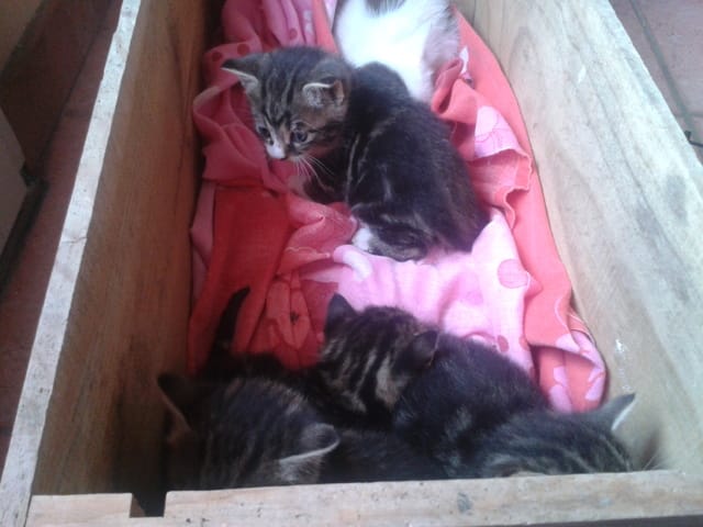 Chaton à donner comment faire ?
