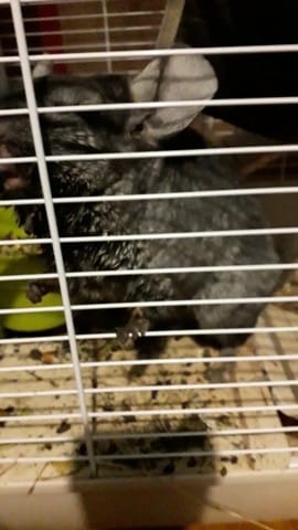Poil de mon Chinchilla est bizarre