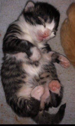 Adoption à l'horizon / Avis sur la race du chaton