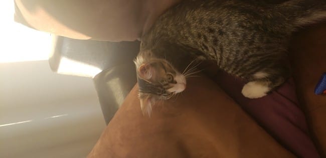 Poils oreilles de mon chaton