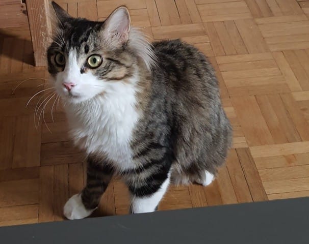 Poids d'un chaton de 8 mois