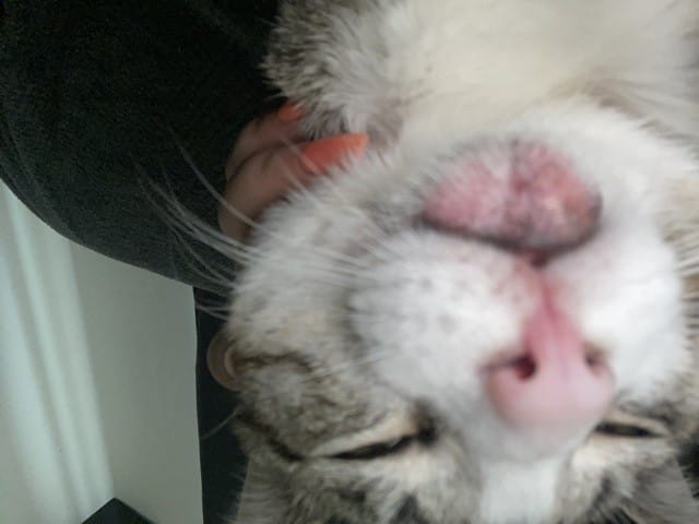 bouche très gonflée qu’est-ce que c’est ?