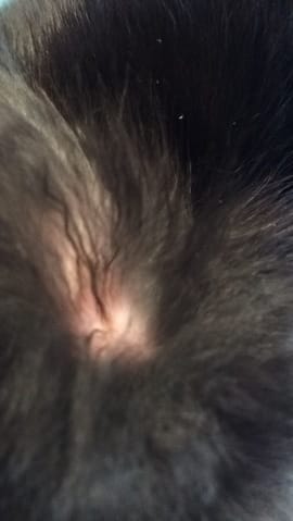 Le poil de mon lapin m'inquiète?