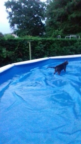 Chat et piscine