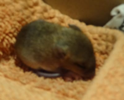 Mon chat m'a ramené un bébé rongeur, que faire ?