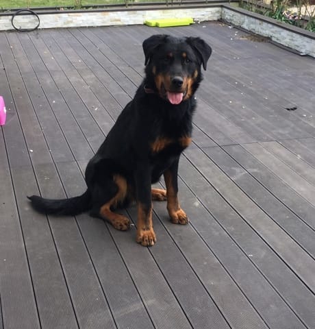 La taille de mon beauceron