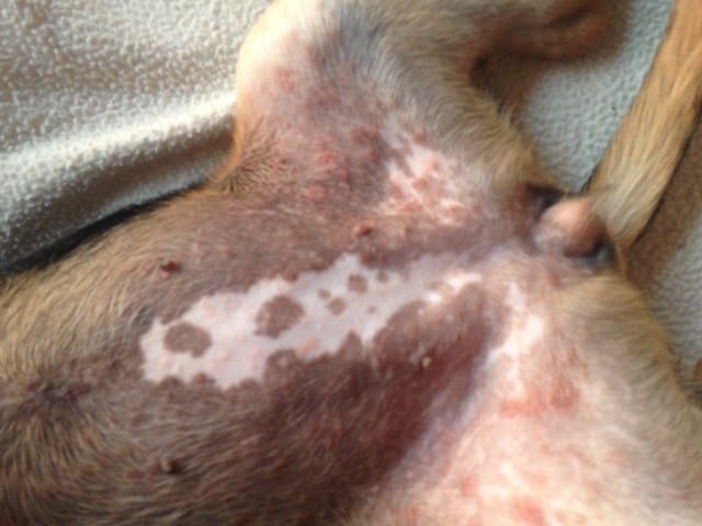 Bouton au niveau du sexe de mon chien