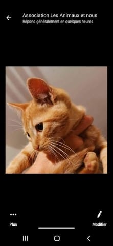 Choix prénom de mon chaton