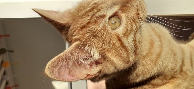 Est-ce la teigne ? (photos)