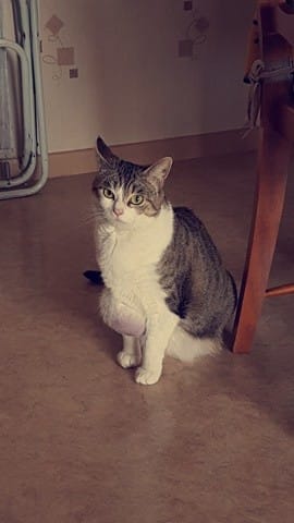 Boule énorme sous le cou