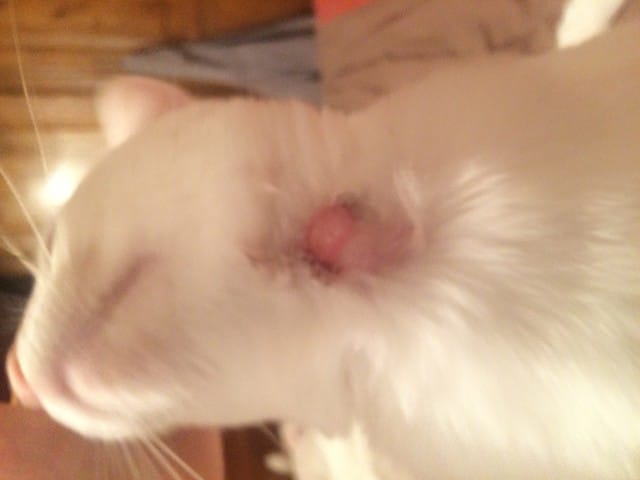 Grosse blessure à la gorge chat